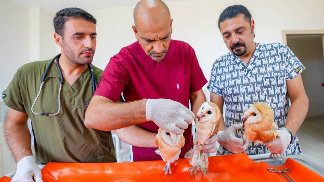 Diyarbakır’da annelerini kaybeden 4 baykuş için heyecanlı bekleyiş 3